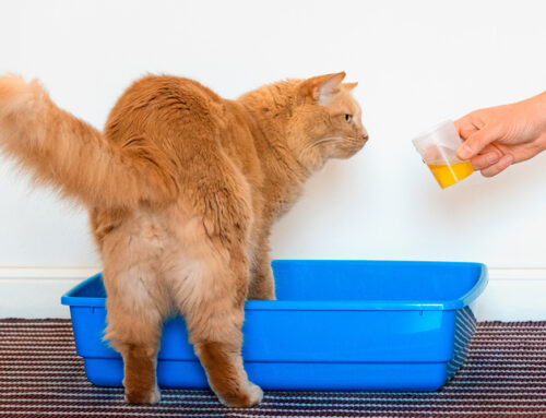 Preventing UTIs in Pets: Tips and Treatment Options