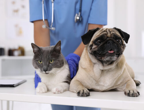 Emergency Physical Exam for Pets: Signs Your Dog or Cat Is in Trouble