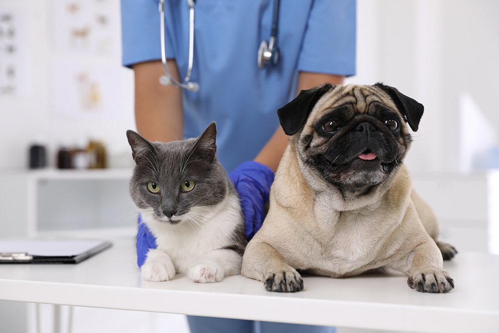 Veterinarian in blue scrubs and gloves examining a gray and white cat and a fawn Pug dog sitting side-by-side on an examination table.