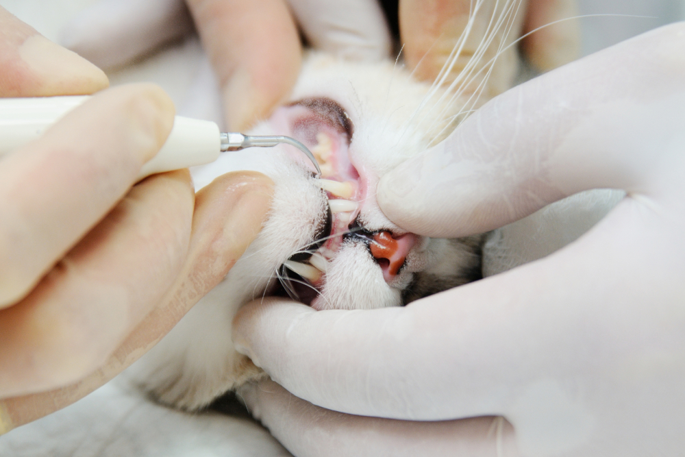 Veterinarian cleaning a cat’s teeth during a dental hygiene procedure at a veterinary clinic.