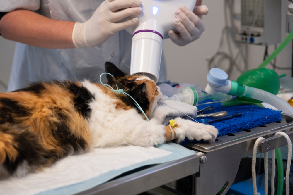 A veterinarian positions a dental X-ray tube over an anesthetized cat to capture a radiograph during a dental procedure in a clinic.