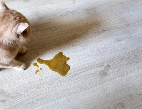 Common Causes of Vomiting in Cats and When to Call the Vet