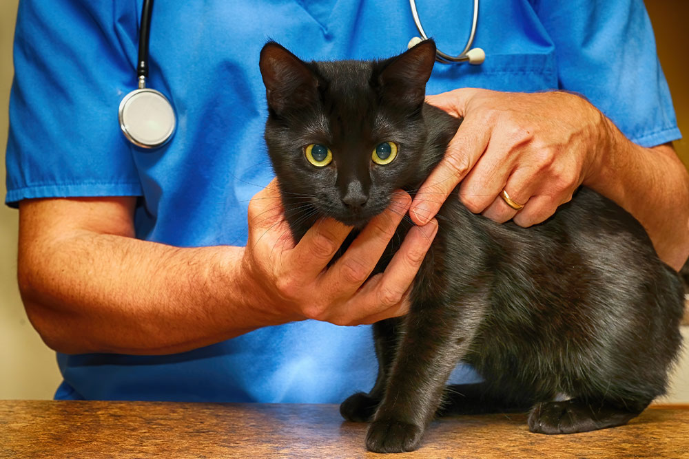 A veterinarian in blue scrubs and a stethoscope gently holds a black cat with yellow eyes during a physical examination.