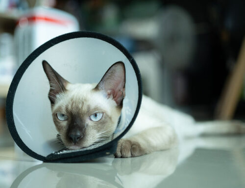 Post-Op Recovery with Integrative Care: Faster, Safer, Stronger