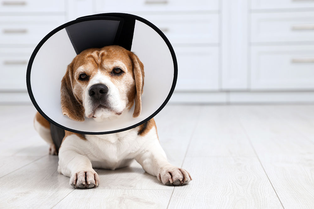 A sad-looking beagle lies on a light wooden floor wearing a white plastic Elizabethan recovery collar.