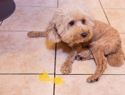 Chronic Vomiting: From Food Trials to GI Biopsy