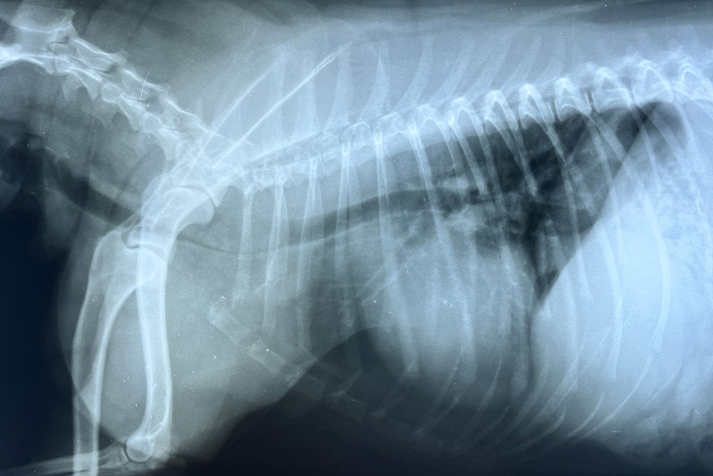 Veterinary X-ray of a small dog showing chest, ribs, and spine at animal hospital.
