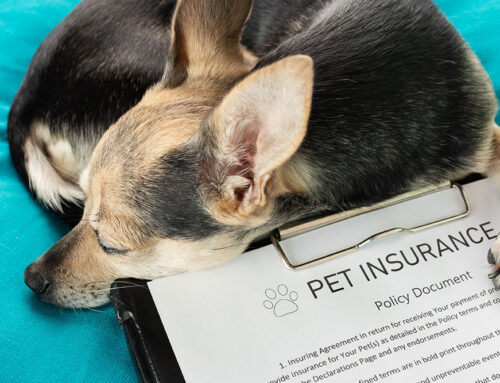 Choosing Pet Insurance: What’s Covered and How to Compare