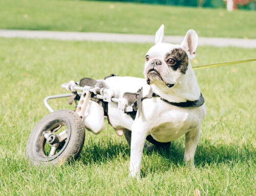 Assistive Devices: Harnesses, Carts, and Traction Aids