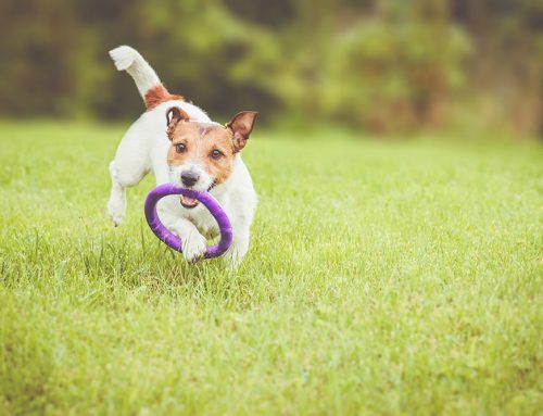 Dangerous Equipment for your pet