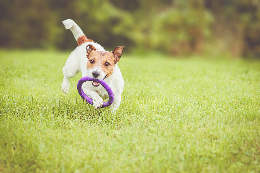 A small brown and white dog joyfully runs on green grass, holding a purple ring toy in its mouth. The background is a blurred, lush greenery.
