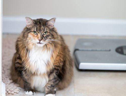 Body Condition Score: How to Score and Why It Matters