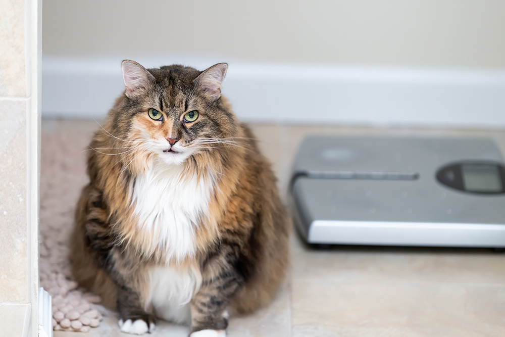 Chubby cat by a scale at a vet clinic showing signs of obesity and excess weight.