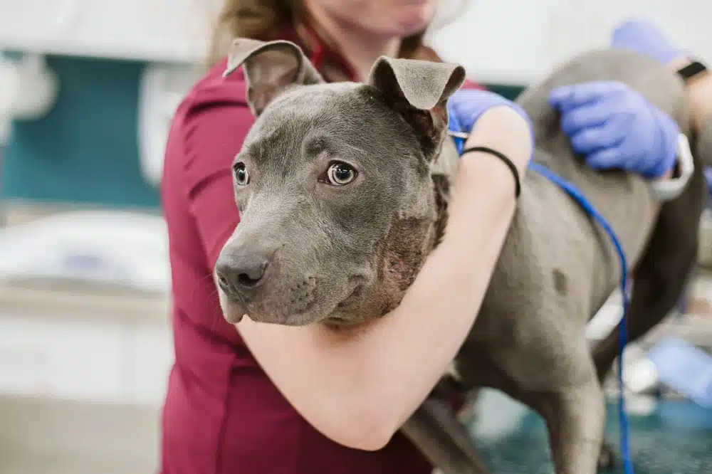 Vet performing a wellness check on a dog at a veterinary clinic for preventive care.