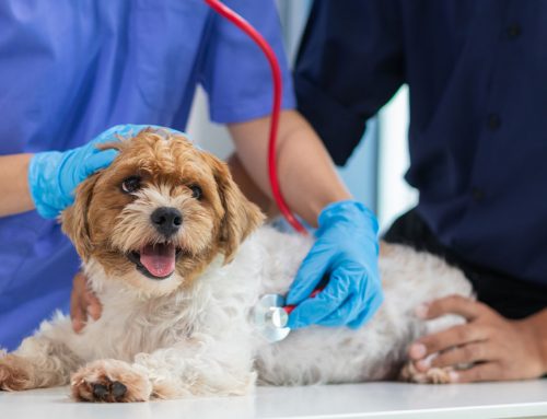 Cardiac Medications Explained: Pimobendan, Diuretics, ACE-Inhibitors