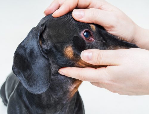 Eye Health in Aging Pets