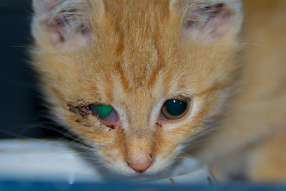Close-up of an orange kitten drinking milk, with one eye appearing infected and partially closed.