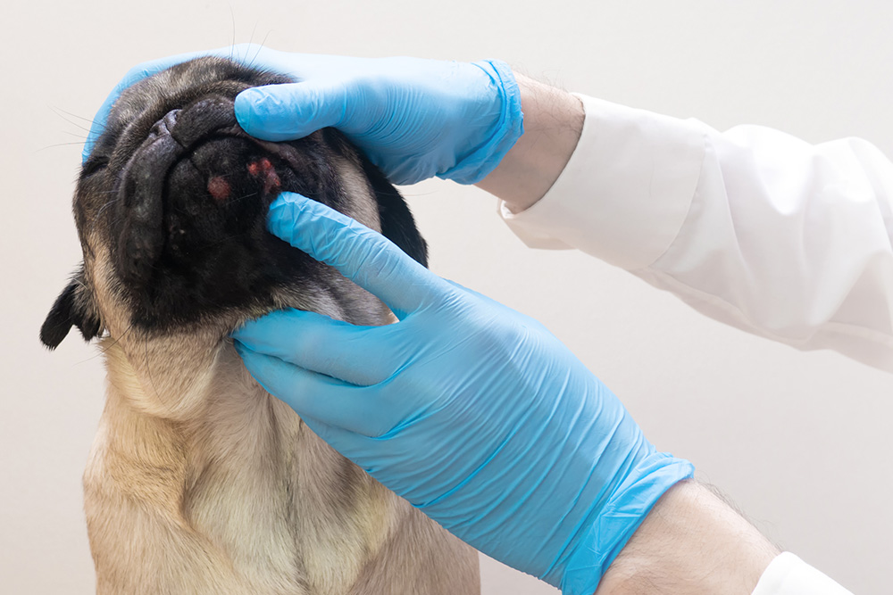 Veterinarian wearing gloves examining a dog’s jaw and mouth area, checking for swelling, irritation, or enlarged lymph nodes.