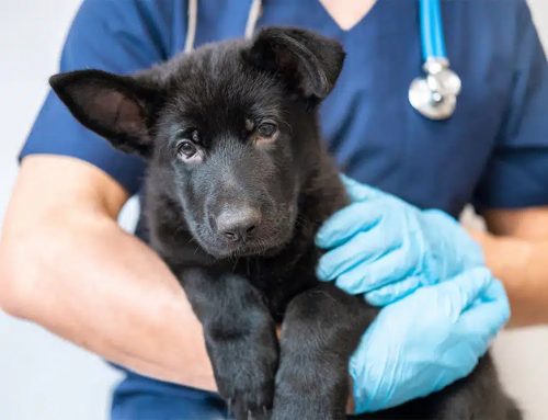 What Should Families Expect After a Pet Is Diagnosed With Congestive Heart Failure?