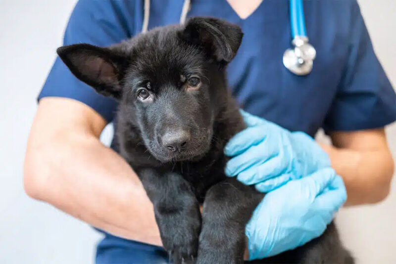 What Should Families Expect After a Pet Is Diagnosed With Congestive ...