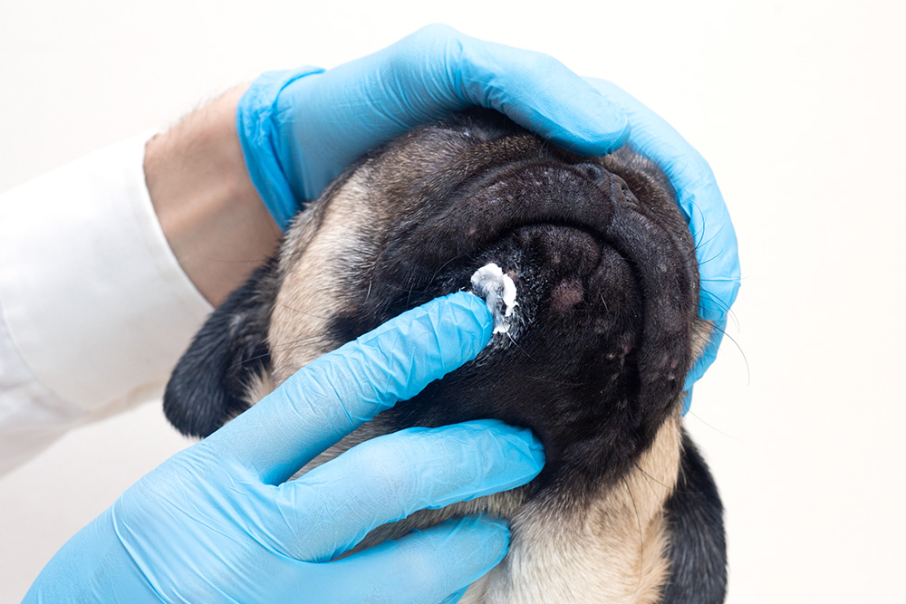 Veterinarian wearing gloves examining a dog’s face and applying ointment near the eye during a health check for possible lymph node swelling or infection.