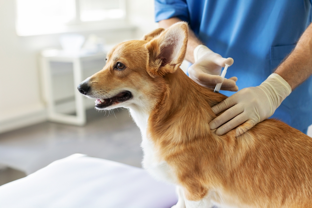 Veterinarian administering a vaccine to a dog during a preventive care appointment at a veterinary clinic