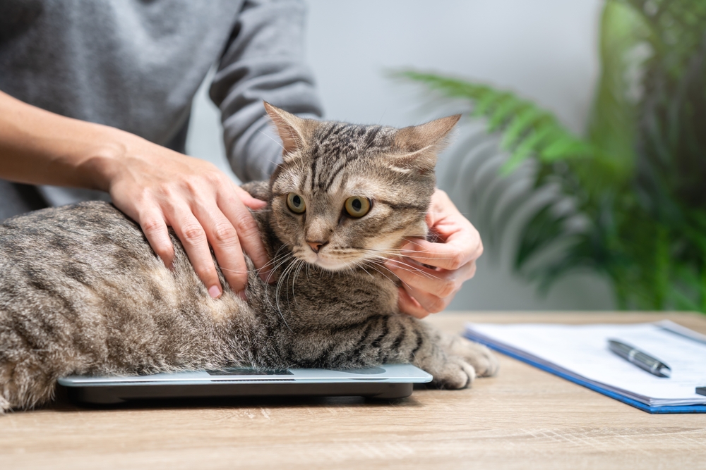 Veterinarian weighing a tabby cat during a routine wellness exam to monitor healthy weight and overall feline health.