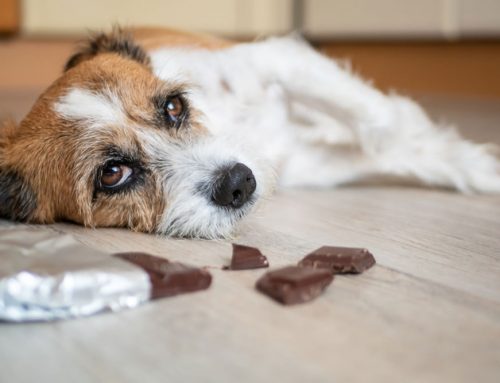 Could Something in Your Home Be Slowly Poisoning Your Pet?