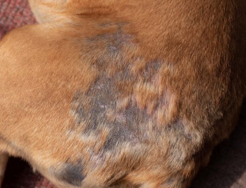 Is Your Pet Losing More Fur Than Normal? Here’s Why.