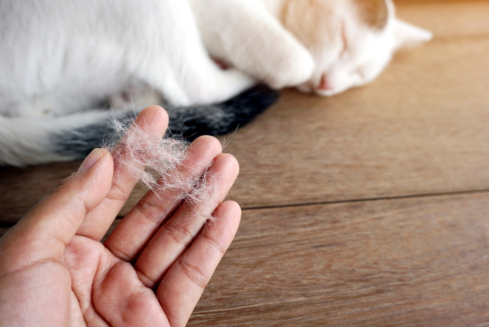 Cat experiencing hair shedding, highlighting normal feline grooming, coat care, seasonal shedding, and potential signs of underlying skin or health issues.