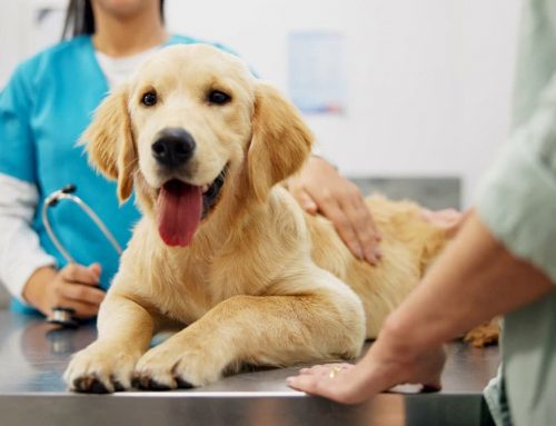 Why Does My Pet Need a Different Kind of Vet Visit Every Few Years?