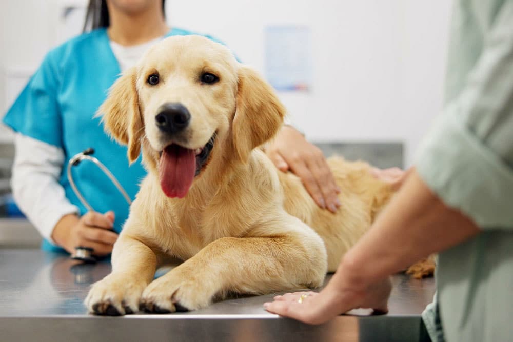 Happy puppy at a veterinary clinic during a routine wellness exam, appearing calm, healthy, and comfortable with the veterinarian.