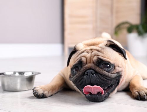 Is Your Dog or Cat Overheating in the Texas Sun, or Already in Heat Stroke?