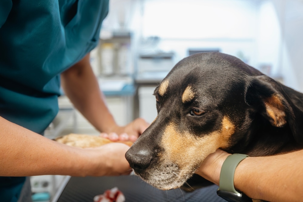 Veterinarian examining a dog to diagnose an illness during a comprehensive medical evaluation at a veterinary clinic.