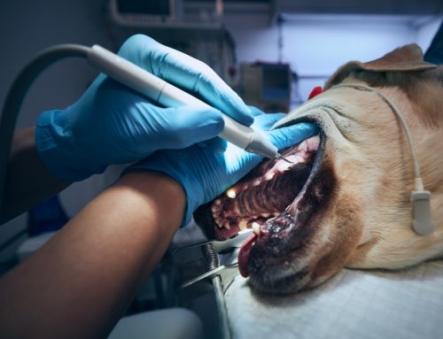 Why Are My Pet’s Gums Suddenly Pale or Bruised?