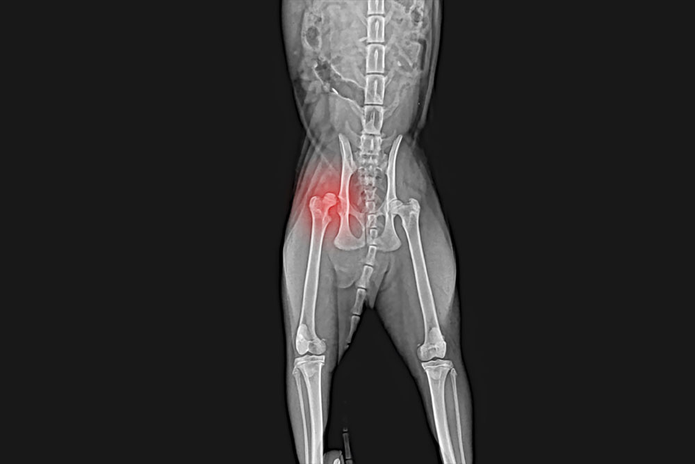 X‑ray of a dog’s lower body including pelvis and femurs, with the left hip joint highlighted in red to indicate possible inflammation, injury, or hip dysplasia.