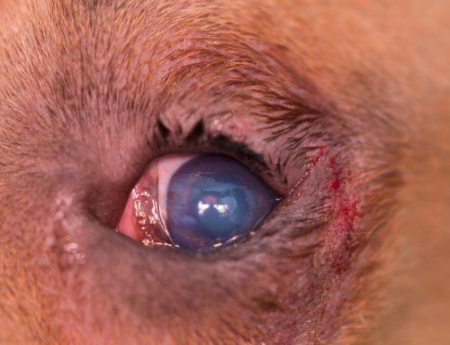 Can My Pet Outgrow an Eyelid That Rolls In or Sags?