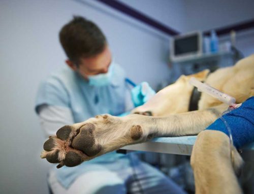 Why Does Emergency Pet Care Cost More Than a Regular Vet Visit?