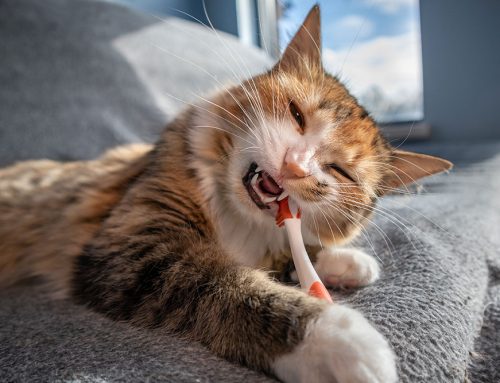 How Can I Keep My Pet’s Teeth Healthy Without a Daily Toothbrush Battle?