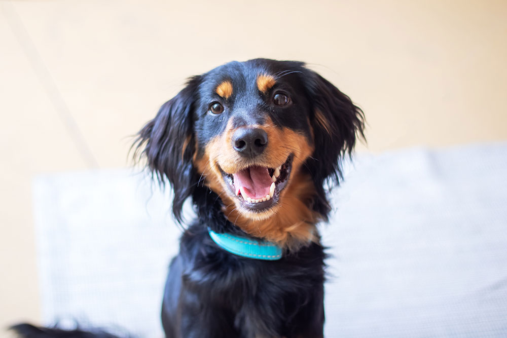 An eye-level medium portrait shot of a black and tan long-haired Dachshund mix wearing a light blue collar, looking directly at the camera with an open mouth and happy expression.