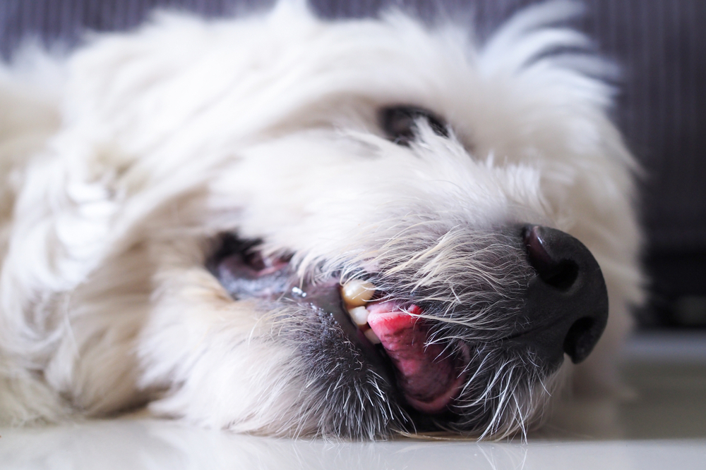 Close-up of a white, shaggy-coated dog lying on its side on the floor, eyes closed, mouth open with tongue out and teeth visible.