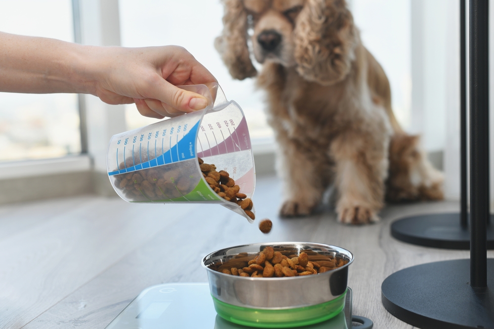 Woman measuring a portion of dry dog food to help manage a pet's daily calorie intake.