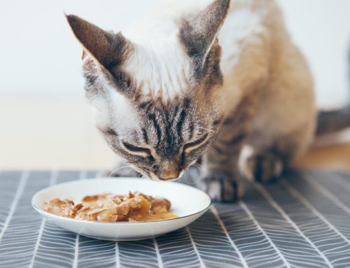 How Do Your Pet’s Calorie Needs Change as They Age?