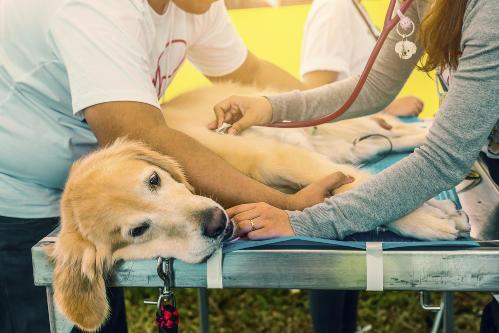Veterinarian checking a dog during a routine veterinary examination.