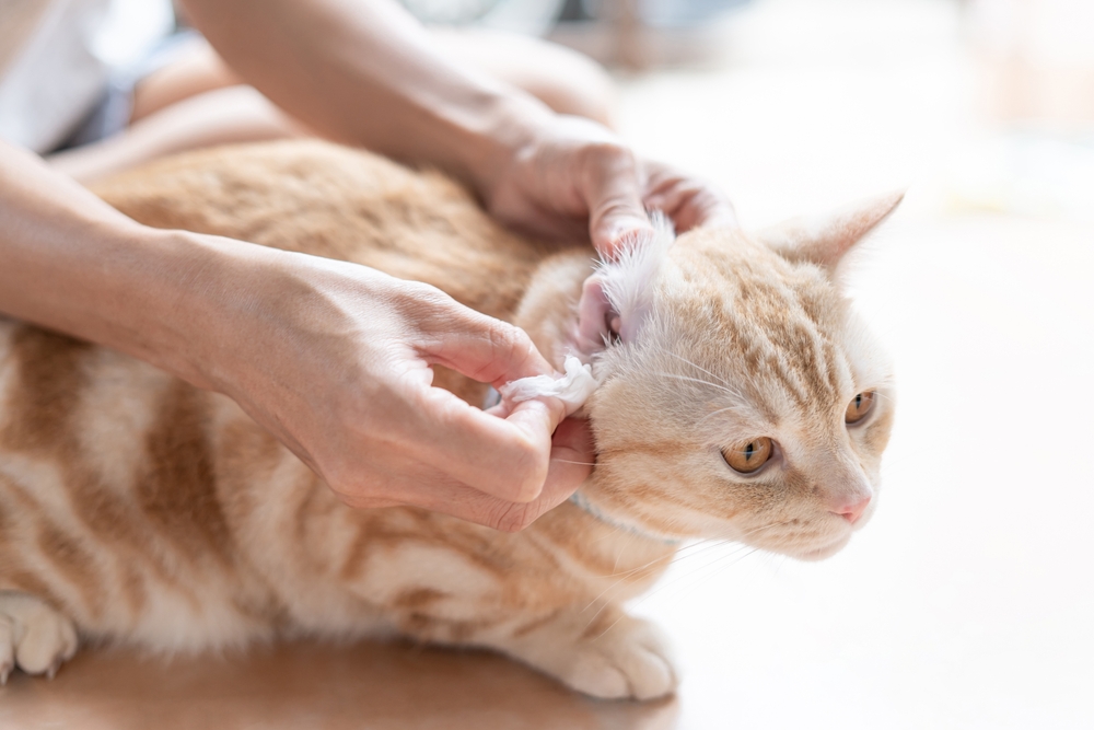 Close-up of a cat's ears during a routine pet care checkup